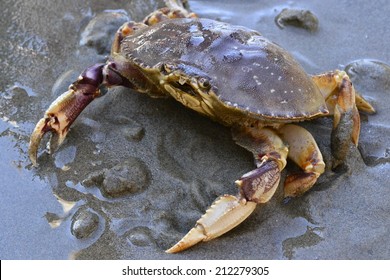 Dungeness Crab 2