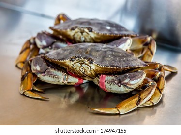 Dungeness Crab  