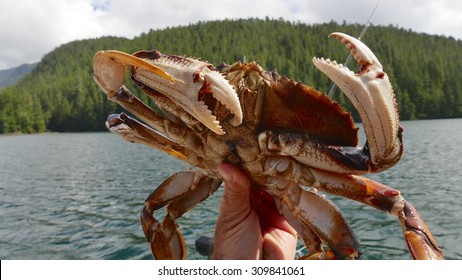 Dungeness  Crab