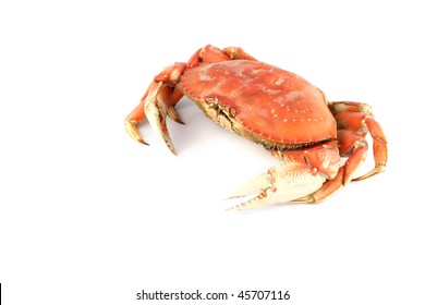 Dungeness Crab