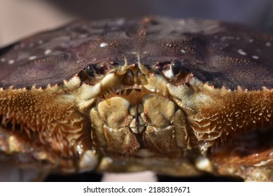 Dungeness Crab Face Close Up