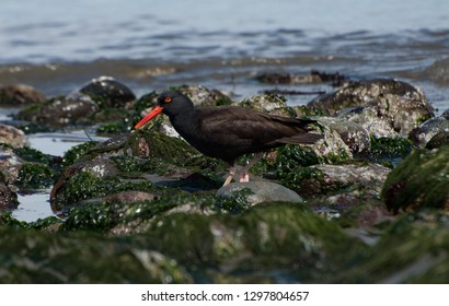 Dungeness Spit Oyster Catcher