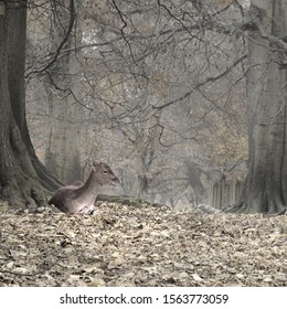 Dunham Massey Deer In Woods