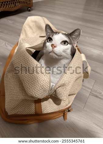 Dunkin the kitty in the weekender bag 