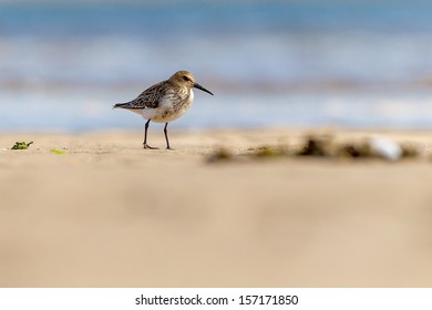 Dunlin