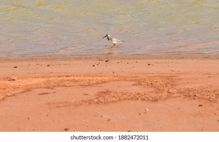 A Dunlin, Calidris Alpina, looking for food in a lake