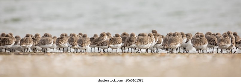 Dunlins by the water. Wading birds at the seashore. Travel photo, street view, selective focus, blurred background, horizontal.