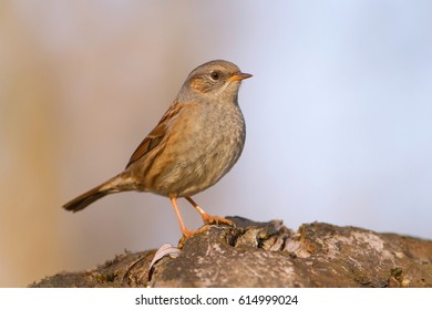 Dunnock