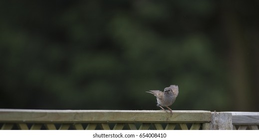 dunnock