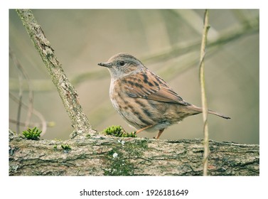 Dunnock Bird UK Stock Photo