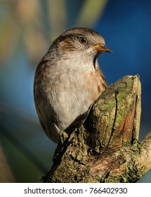 Dunnock In Bright Sun In Lilac Tree, UK.