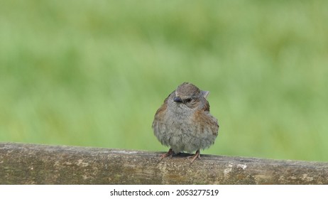 Dunnock Chick Sitting On A Fence In UK