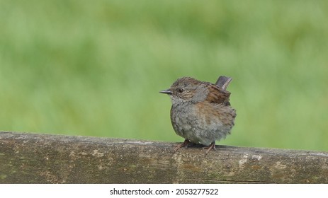 Dunnock Chick Sitting On A Fence In UK