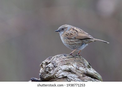 Dunnock is a common garden bird with a very loud song, but with modest colours, this bird is sitting on a dead trunk with a soft grey bluish background
