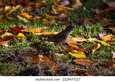 Dunnock, hedge sparrow feeding on the garden floor. Autumn leaves carpet the ground displaying gold and orange colours. copy space. - Powered by Shutterstock