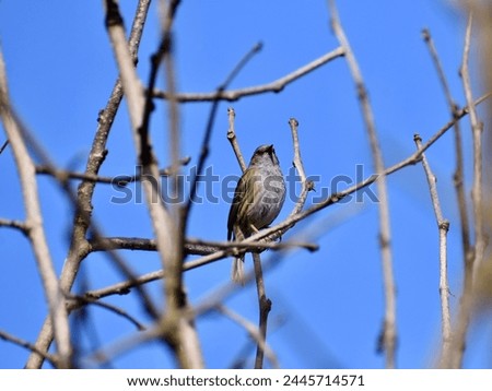 The dunnock on the tree brach in front of the bright blue spring sky.