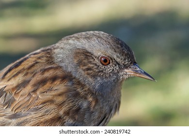 Dunnock, Prunella Modularis