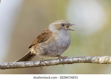 Dunnock seen here singing in springtime with a complimentary bokeh