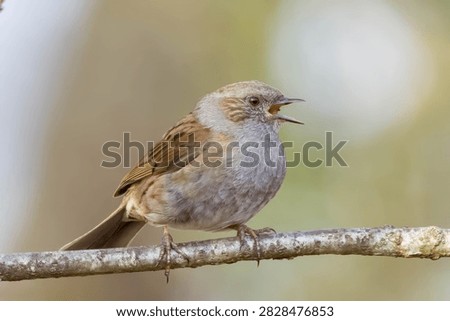 Dunnock seen here singing in springtime with a complimentary bokeh