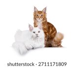Duo of 2 solid red and solid white Maine Coon cat, sitting and laying beside each other on an edge. Both looking towards camera. isolated on a white background.
