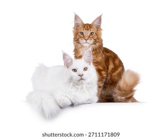 Duo of 2 solid red and solid white Maine Coon cat, sitting and laying beside each other on an edge. Both looking towards camera. isolated on a white background.