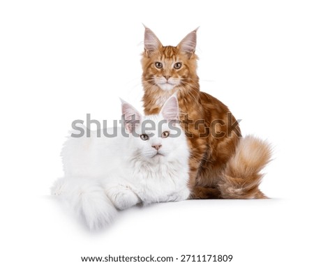 Duo of 2 solid red and solid white Maine Coon cat, sitting and laying beside each other on an edge. Both looking towards camera. isolated on a white background.