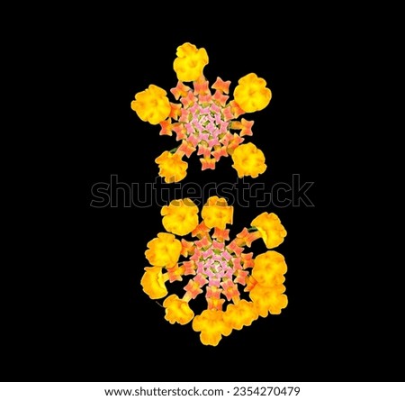 Duo Orange Wild flowers in cutout