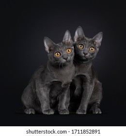 Duo Of Two Adorable Korat Cat Kittens, Sitting Beside Each Other. All Looking Curious To The Side With Orange Eyes. Isolated On Black Background.