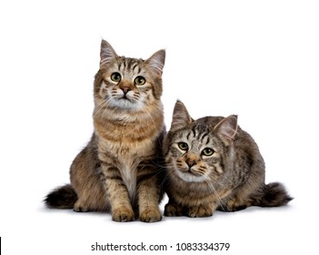 Duo of two Pixie Bob cat kittens sitting straight up and laying down isolated on white background and facing camera