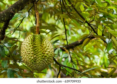 durain: king of tropical fruit