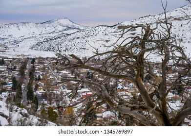 Durango Colorado In Winter Tree