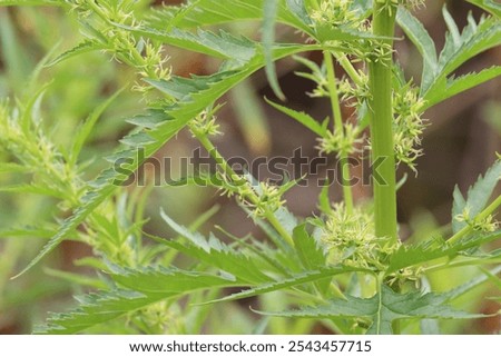 Durango Root, Datisca Glomerata, an exquisite native androdioecious perennial herb displaying axillary dichasiate thyrse inflorescences during late Spring in the Santa Monica Mountains.