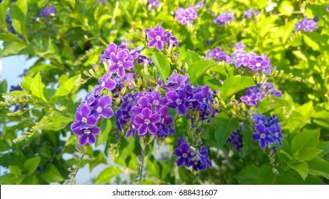 28 Picotee sky flower Images, Stock Photos & Vectors | Shutterstock