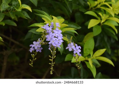 The Duranta repens flowers (or Golden Dewdrop),,Close-up of purple flowering plant,Duranta repens flowers, Duranta repens or Duranta erecta leaves closeup texture background - Powered by Shutterstock