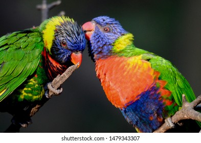 22,432 Bird preening Images, Stock Photos & Vectors | Shutterstock