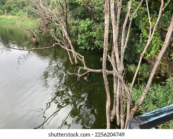 Durgama cheruvu water trees nature greenery