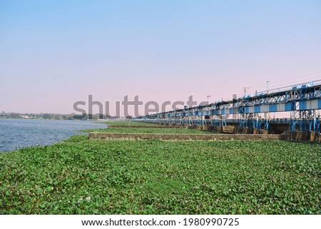 Durgapur barrage with green water plants floating over river
