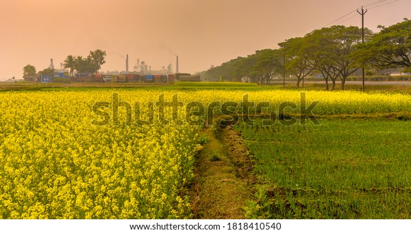 Durgapur, West Bengal, India.\
January 30,2020. Blooming yellow Mustard/ canola Plant overlooking\
a factory Chimney emitted Polluted smoke. Selective Focus is\
used.