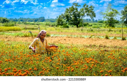 Durgapur, West Bengal, India, October 08 2022: An Unidentified Indian Female Farmer Picking Marigold Flowers On The Agricultural Field.