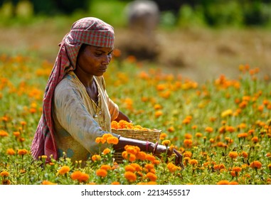 Durgapur, West Bengal, India, October 08 2022: An Unidentified  Female Farmer Picking Marigold Flowers For Making Garlands. 