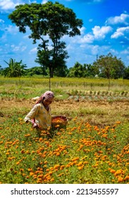 Durgapur, West Bengal, India, October 08 2022: An Unidentified Indian Female Farmer Picking Marigold Flowers For Sale.  