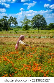 Durgapur, West Bengal, India, October 08 2022: An Unidentified Indian Female Farmer Picking Marigold Flowers For Sale. 