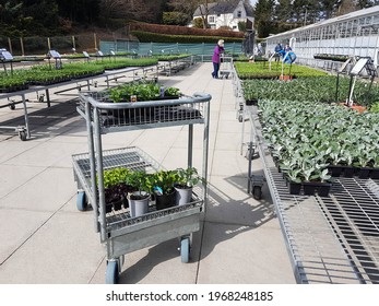 Durham  Great Britain - April 24, 2021 :Trolley With Plants In Display Area Of Garden Centre Nursery.