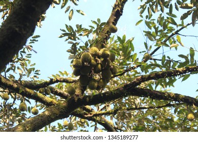 Durian balls are still small. - Shutterstock ID 1345189277
