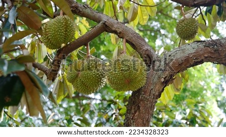Durian, Durio zibethinus know as king of fruits famous fruit in southeast asia with strong smell and prohibited in airplane 