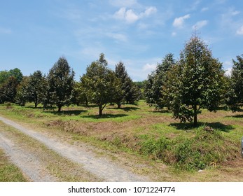 Durian Farm Garden