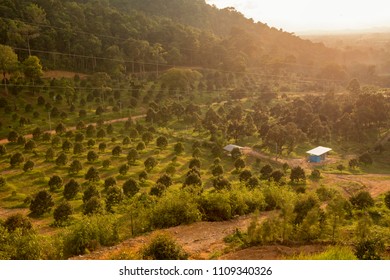 Durian Farm Garden In The Morning 