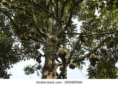 Durian fruit in Chang Wang Plantation, Rayong, Thailand Available - Shutterstock ID 1903483960
