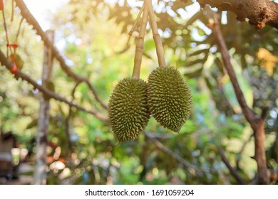 Durian Fruit Garden, Chanthaburi Province