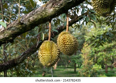 Durian Fruit On The Branch In The Garden Ready To Harvest, Product Quality For Export In Thailand, Agriculture Concept